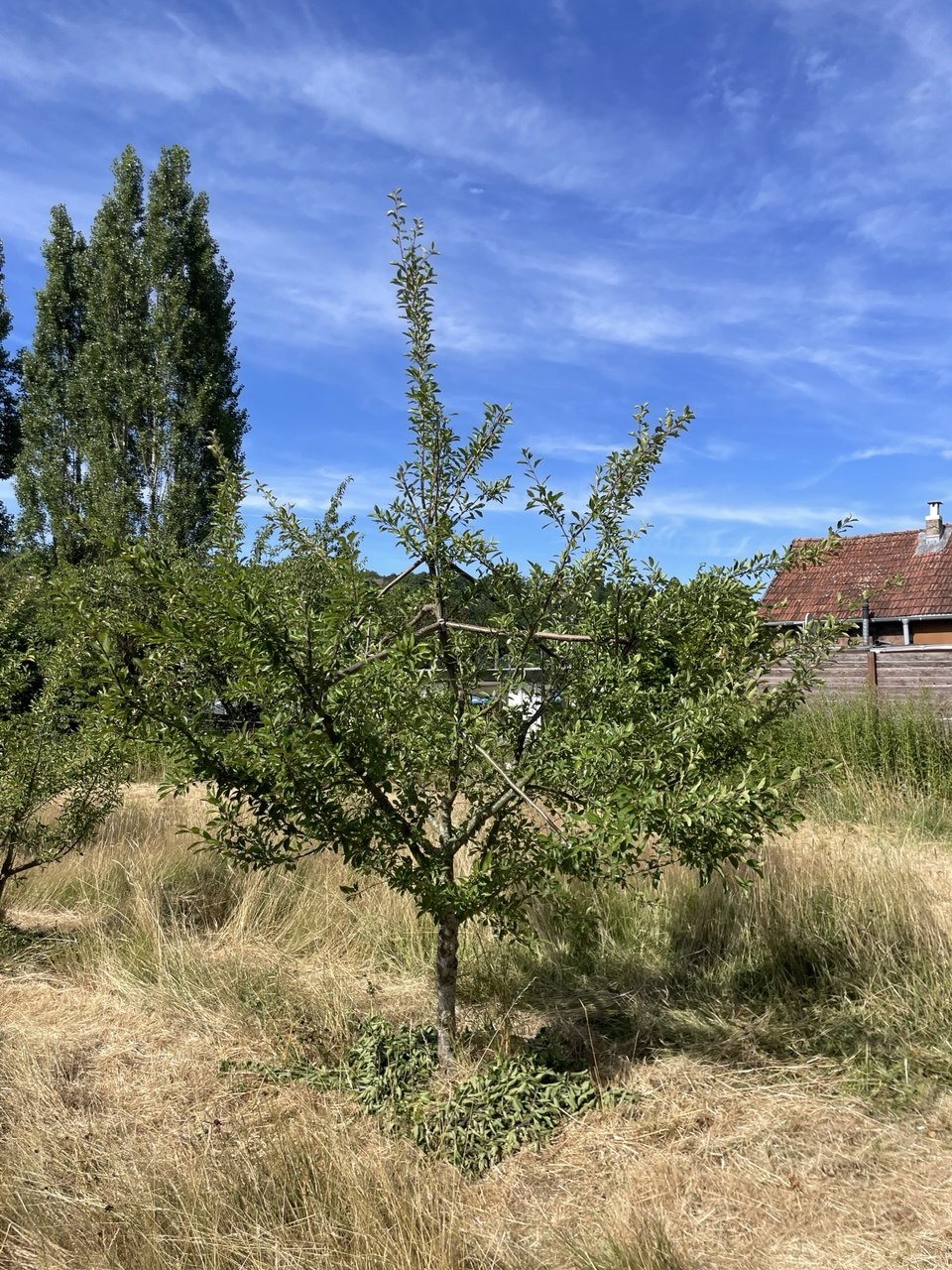 Umstellschnitt
